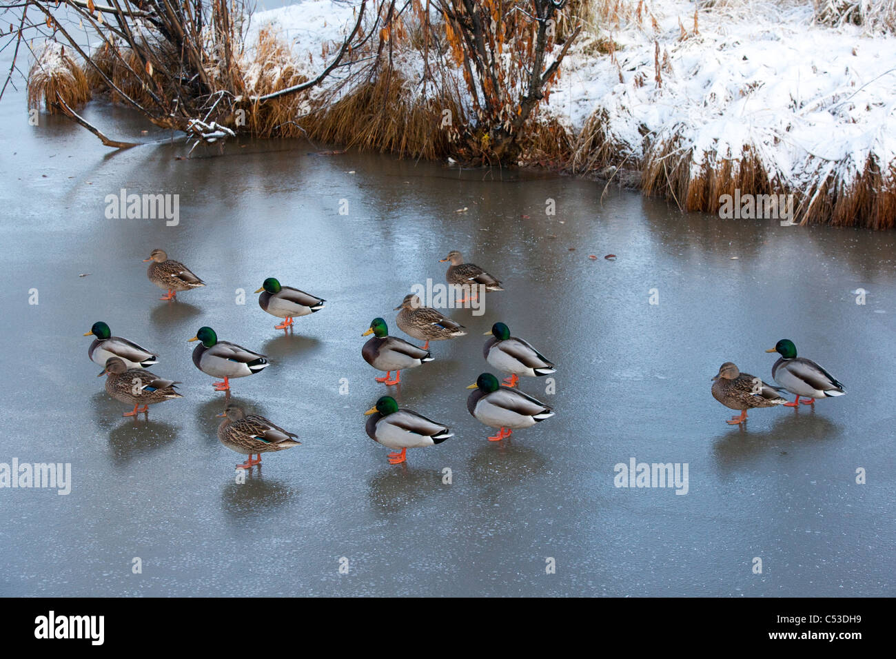 Un gregge di Germani Reali a piedi su un laghetto ghiacciato in Anchorage, centromeridionale Alaska, Autunno Foto Stock