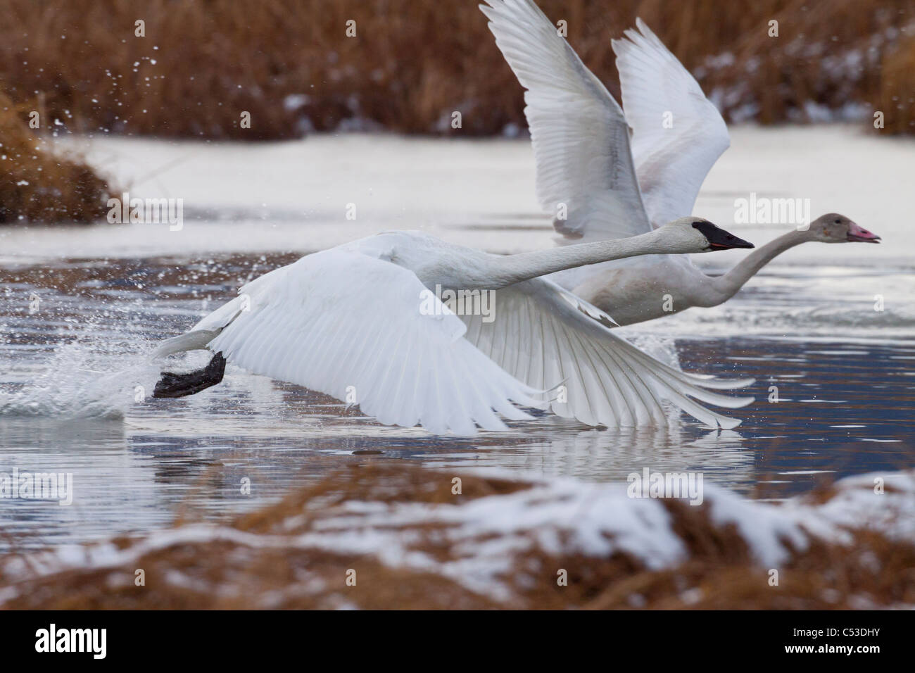 Un adulto e bambino Trumpeter Swan decollare da un laghetto vicino a Girdwood centromeridionale, Alaska, Autunno Foto Stock