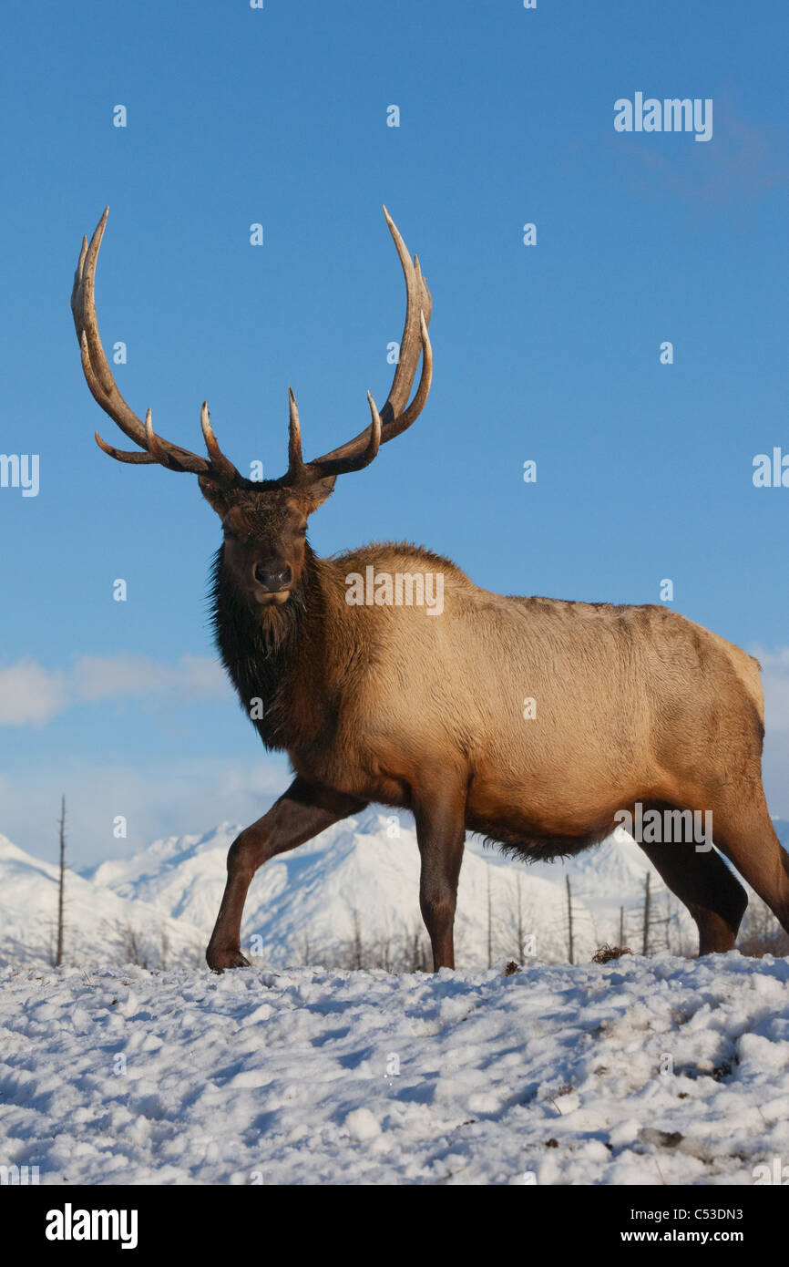 Una matura Roosevelt Elk sorge sul terreno snowcovered in una giornata di sole in Alaska Wildlife Conservation Centre, Alaska. CAPTIVE Foto Stock