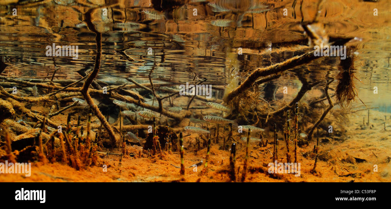 Vista subacquea di salmone coho fry e tre-colonna vertebrale stickleback allevamento in Power Creek, rame River Delta, Alaska Foto Stock