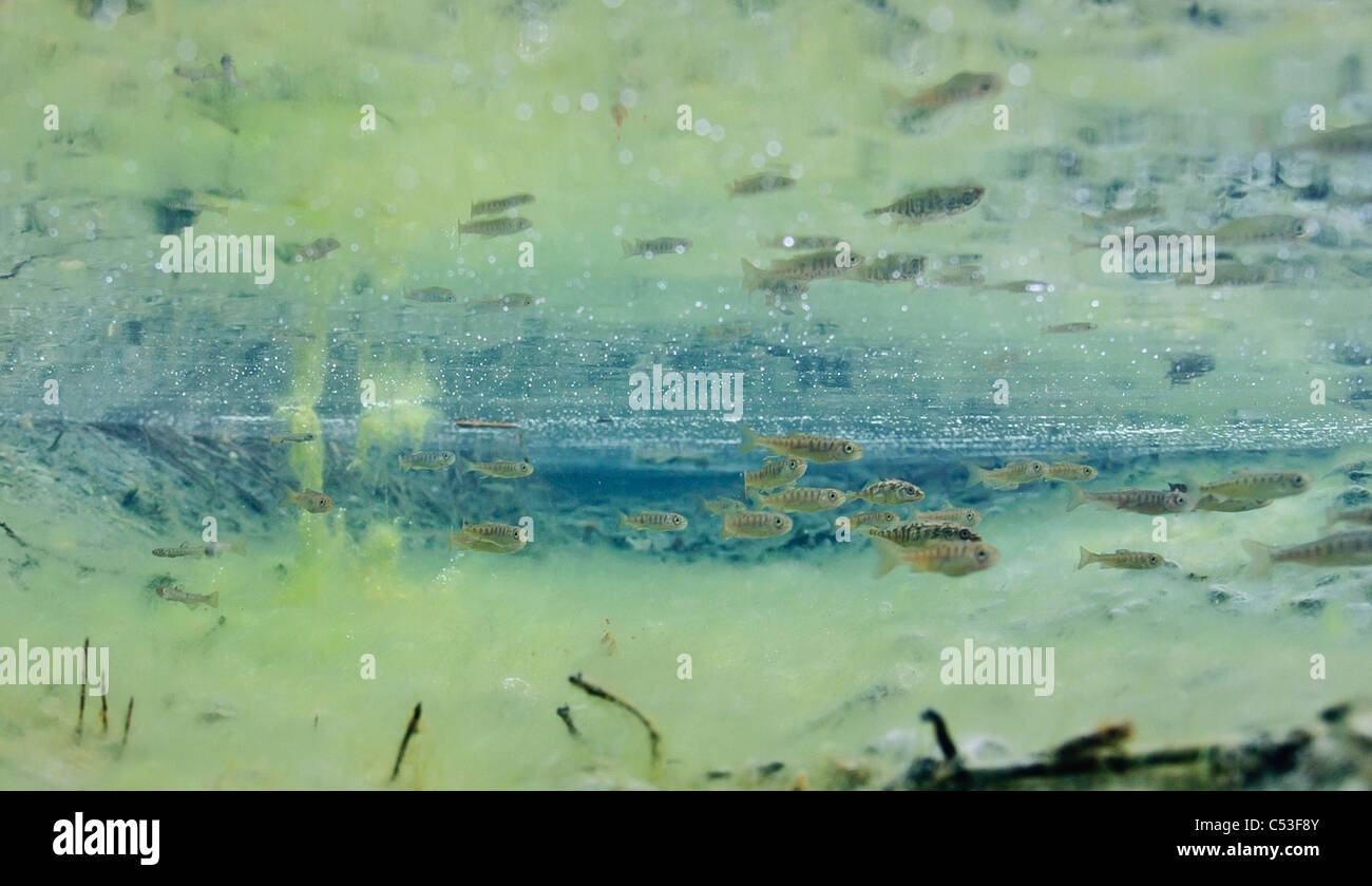 Vista subacquea di salmone coho fry e tre-colonna vertebrale stickleback allevamento in Power Creek, rame River Delta, Alaska Foto Stock