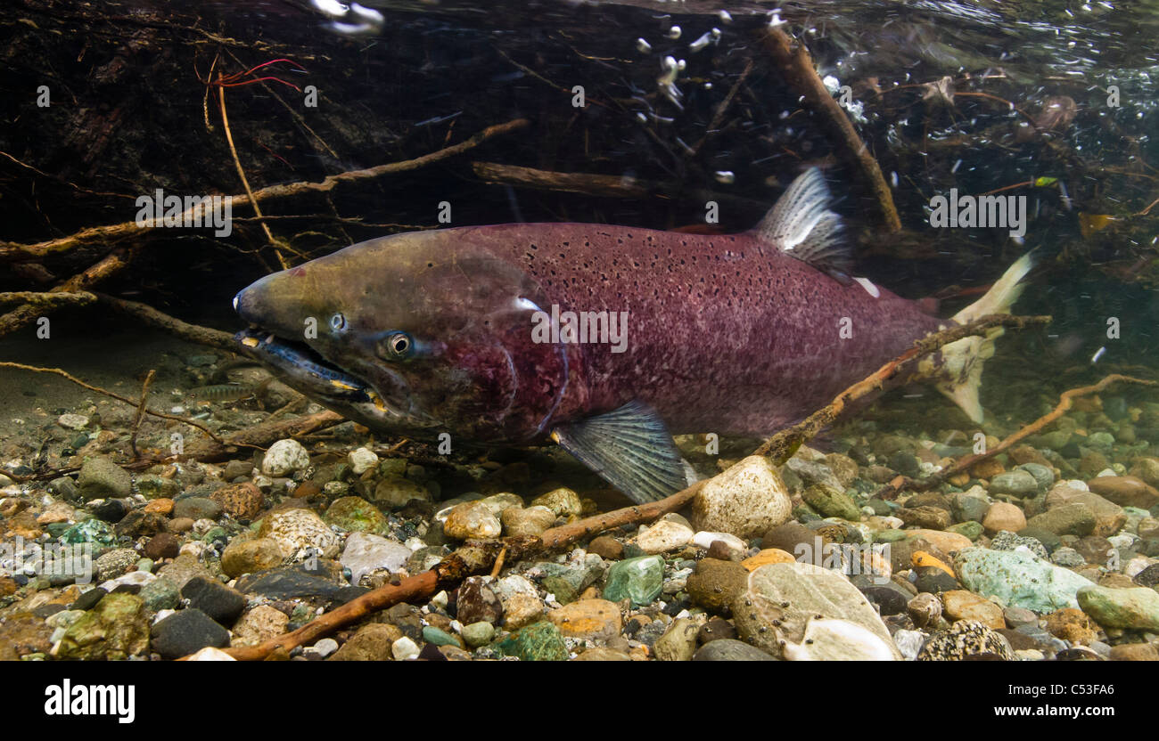 Vista subacquea di una femmina di deposizione delle uova di salmone Chinook in Bernard Creek, un affluente del fiume Tonsina, Alaska Foto Stock