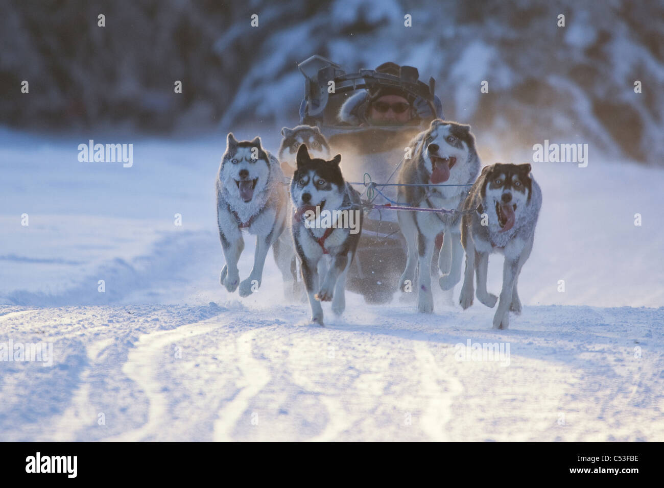 Siberian Husky racing nel lago Memorial Race, Tozier via, Anchorage, centromeridionale Alaska, inverno Foto Stock