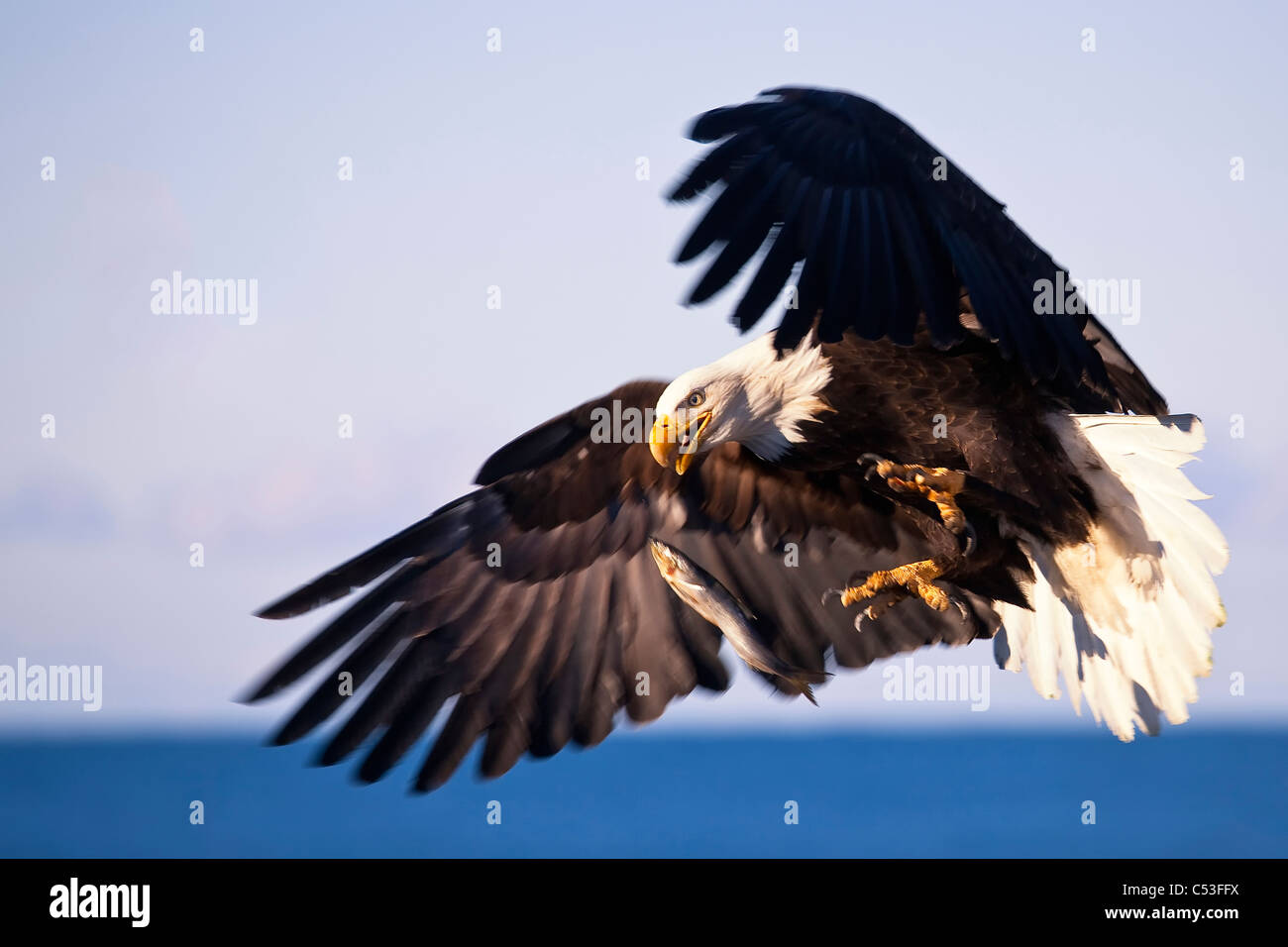 Aquila calva pescare un pesce a metà in aria sul Homer Spit, Penisola di Kenai, centromeridionale Alaska, molla Foto Stock