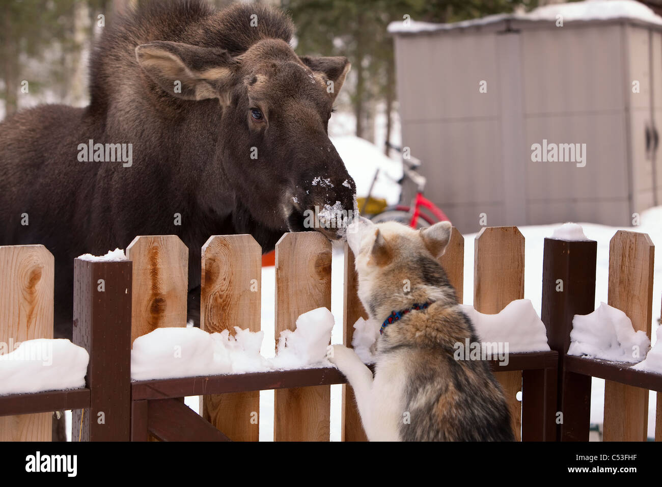 Siberian Husky e un vitello alce naso a naso in un Picket Fence, Wasilla, centromeridionale Alaska, inverno Foto Stock