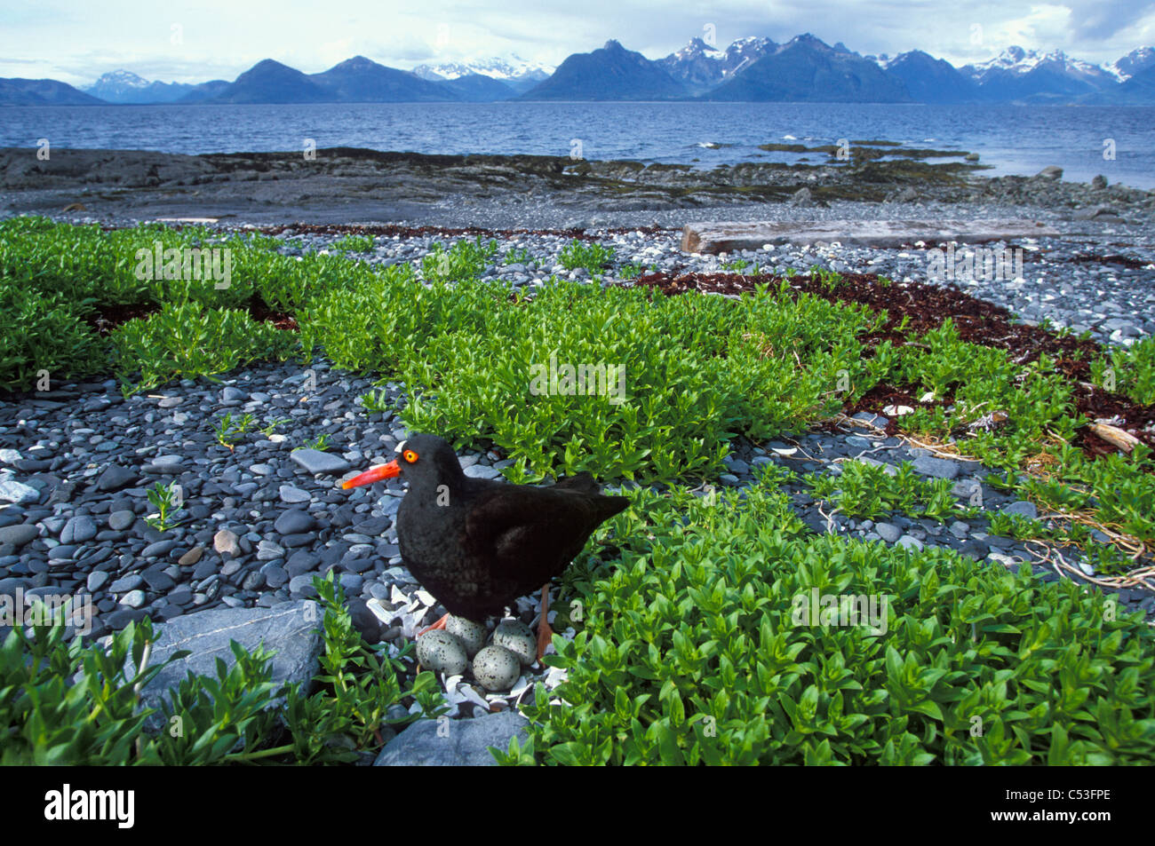 Oystercatcher nero sul nido che mostra le 4 uova con porta Gravina e Chugach Mountains in background, Prince William Sound, Alaska Foto Stock