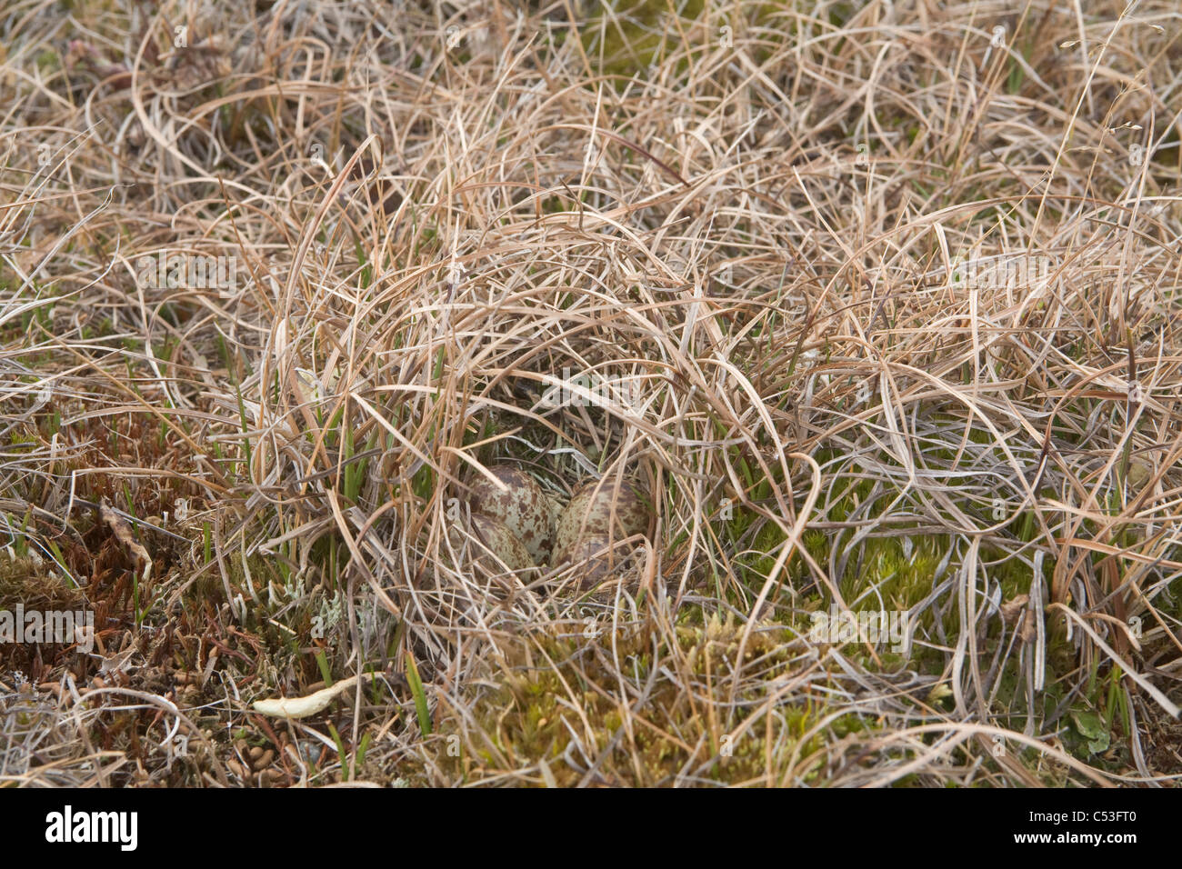 Uova Dunlin mimetizzata nel nido su tundra dell'Artico pianura costiera, NPR, Alaska Foto Stock