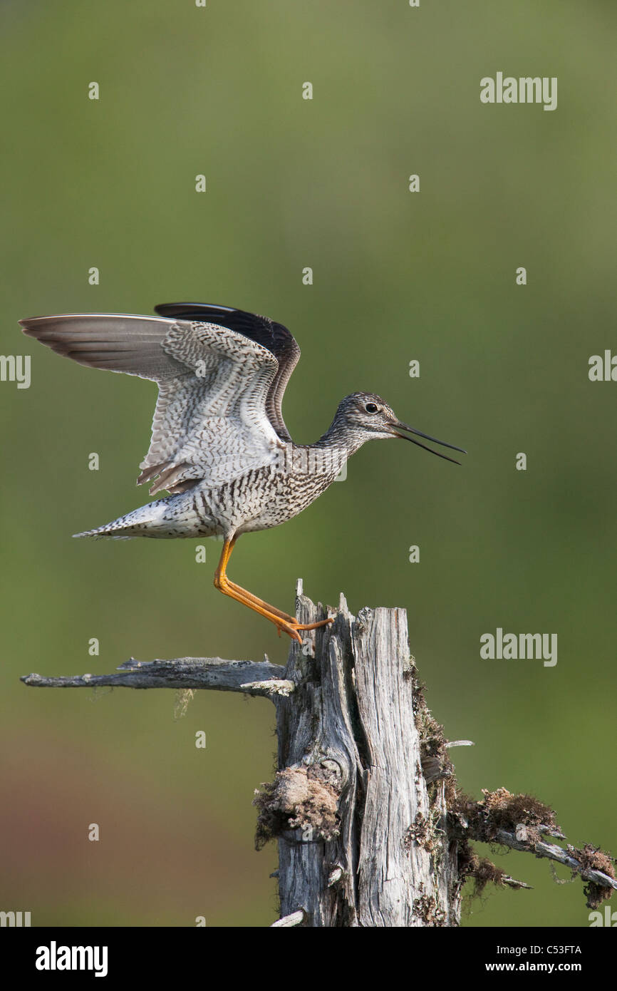 Maggiore Yellowlegs fa un display territoriale oltre il nido per lo sbarco su un albero morto con alette aperte, rame River Delta, Alaska Foto Stock