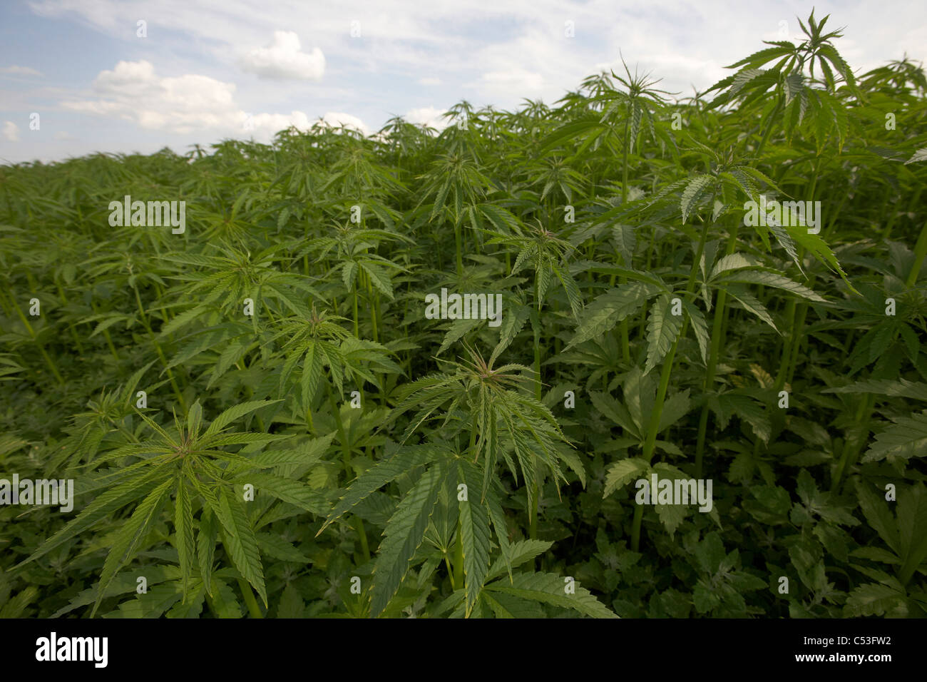 Commerciale del raccolto di canapa in crescita in East Yorkshire, Regno Unito. Campo di piante di cannabis La cannabis sativa. Foto Stock