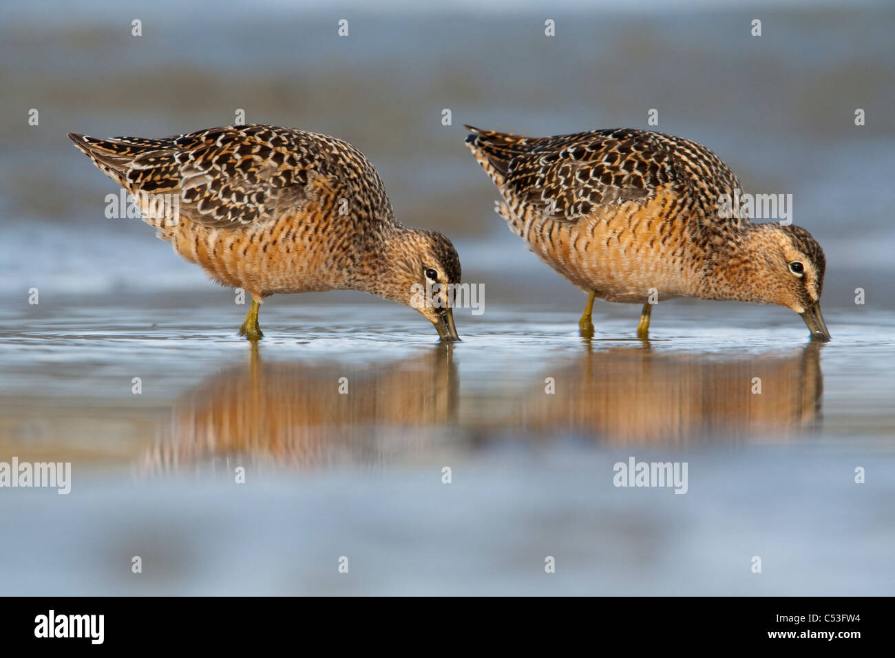 A lungo fatturati Dowitcher alimentare sulle velme del rame sul delta del fiume centromeridionale, Alaska, molla Foto Stock