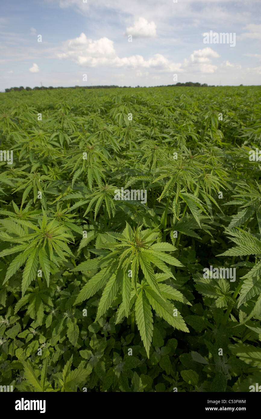 Commerciale del raccolto di canapa in crescita in East Yorkshire, Regno Unito. Campo di piante di cannabis La cannabis sativa. Foto Stock