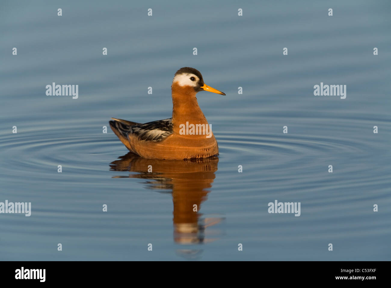 Femmina rosso Phalarope nuoto su un laghetto di tundra artica, Pianura Costiera, National Petroleum Reserve vicino a Barrow, Alaska Foto Stock