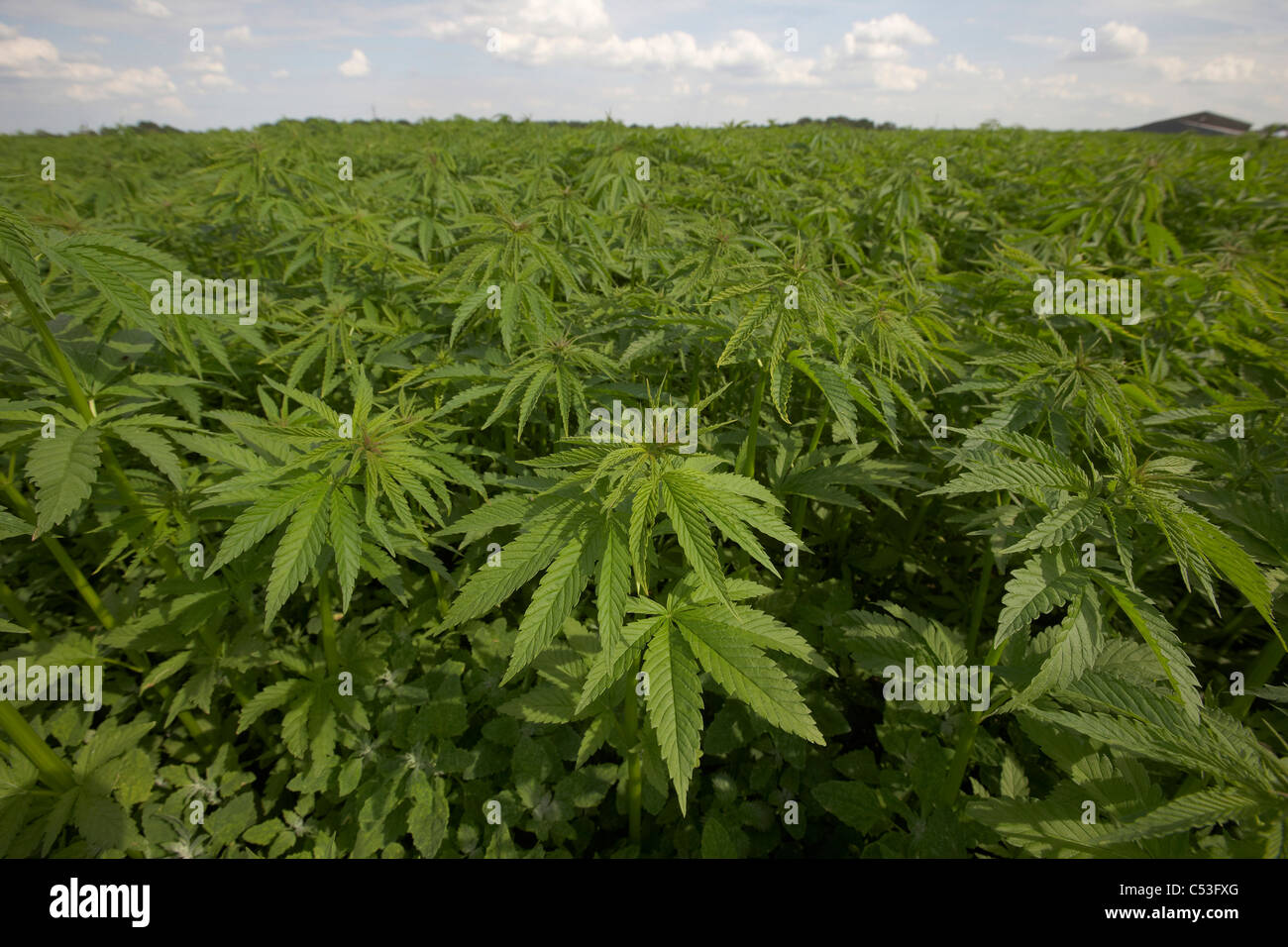 Commerciale del raccolto di canapa in crescita in East Yorkshire, Regno Unito. Campo di piante di cannabis La cannabis sativa. Foto Stock