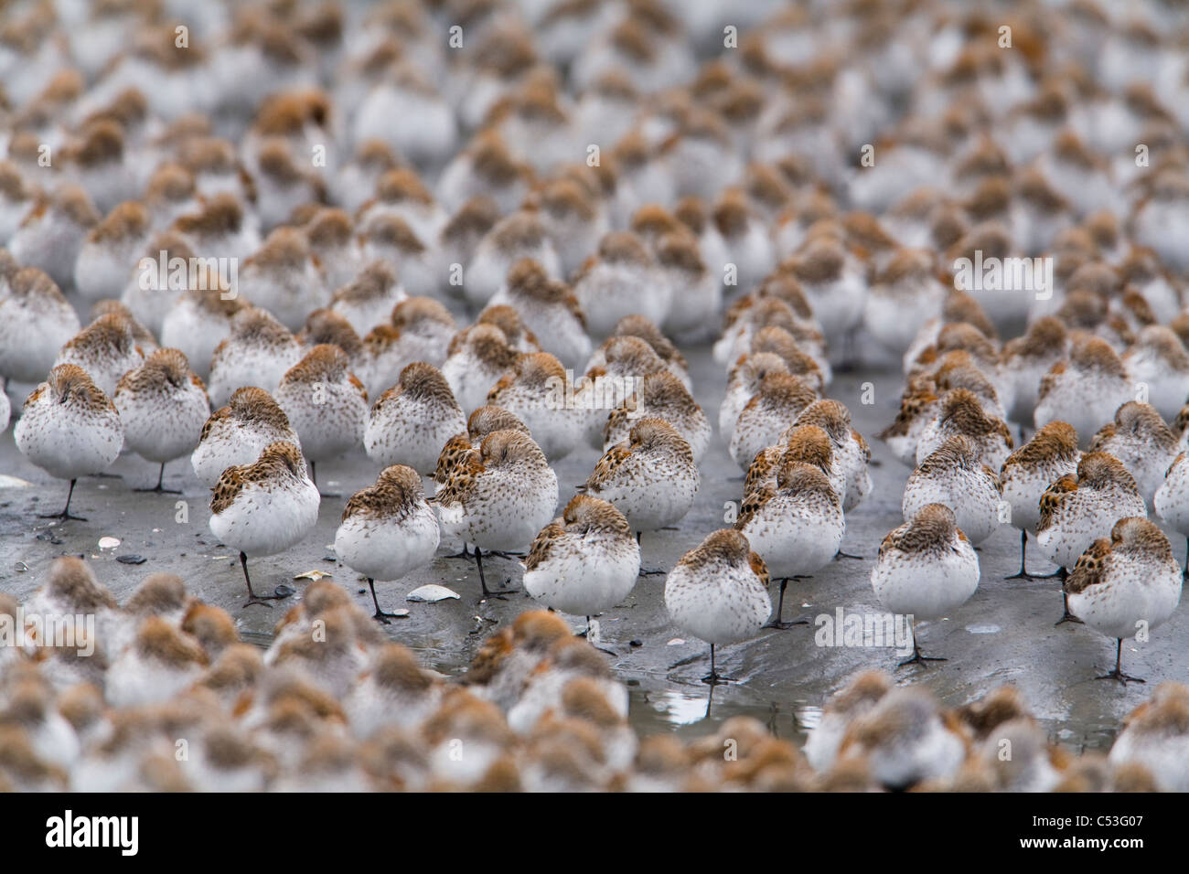 Shorebird gregge (la maggior parte occidentali piro-piro e Dunlins) sono ' appollaiati durante la migrazione a molla sul rame del delta del fiume, Alaska Foto Stock