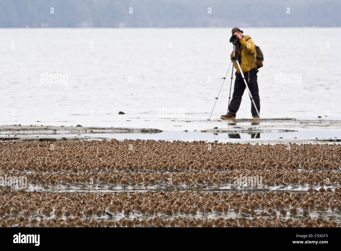 Osservazione degli uccelli fotografie di un grande gregge di uccelli costieri a Hartney Bay durante la migrazione a molla, il rame del delta del fiume, Alaska Foto Stock