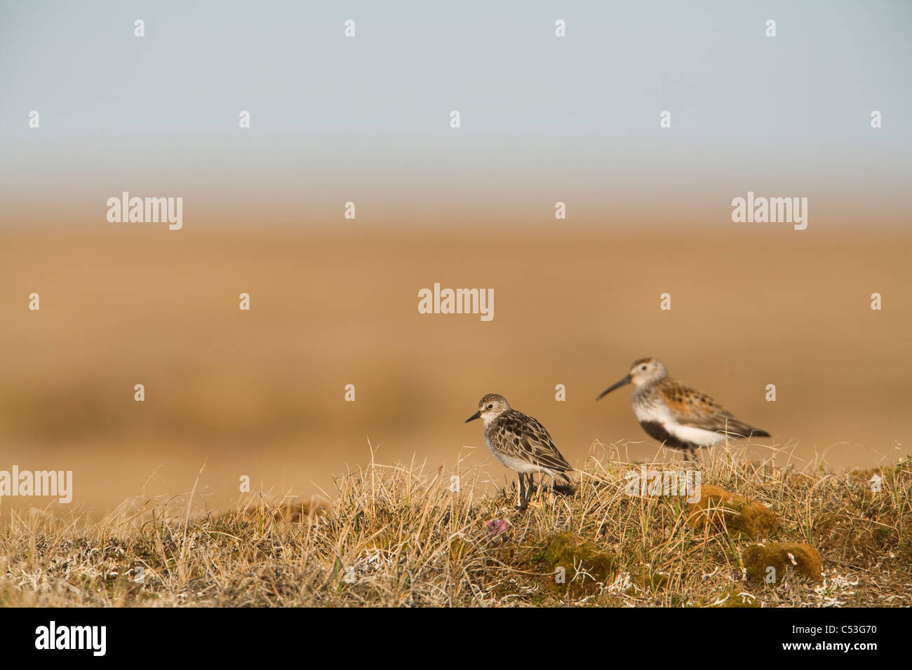 Semipalmated Sandpiper e Dunlin permanente sulla tundra e dell'Artico pianura costiera, NPR, Alaska Foto Stock