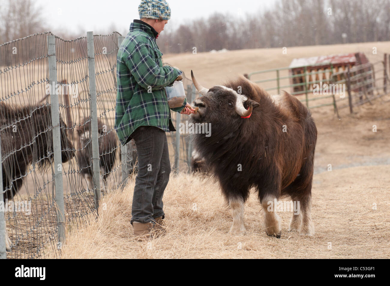 Un muschio ox salariato agricolo alimenta uno degli yearling tori al muschio Ox Agriturismo vicino a Palmer, centromeridionale Alaska, la molla. CAPTIVE Foto Stock