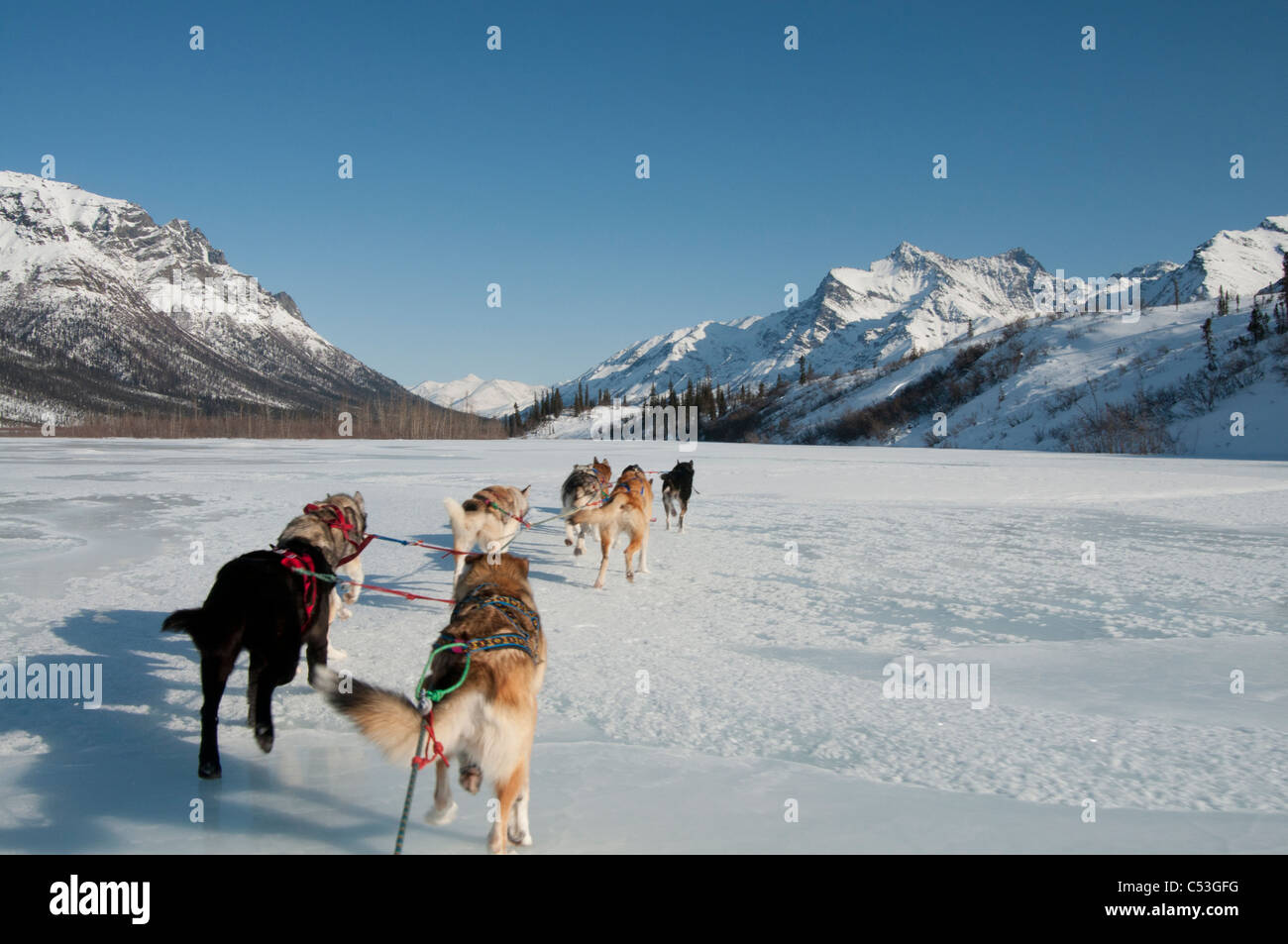 Vista dalla slitta mentre pastosità del cane fino la forcella del nord del fiume Koyukuk nei cancelli dell'Artico Parco Nazionale Foto Stock