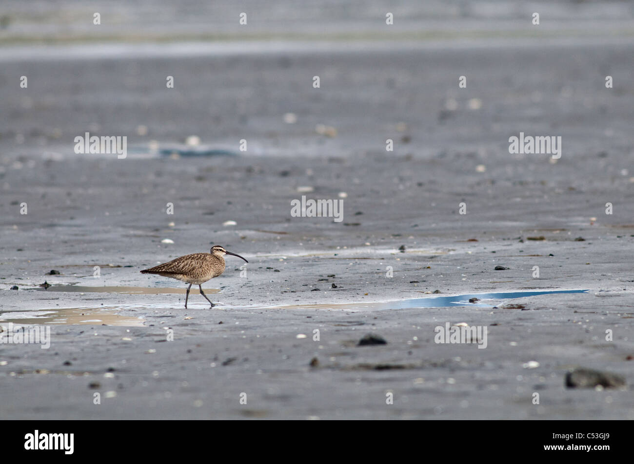 Un lone whimbrel passeggiate lungo il fango appartamenti di Hartney Bay, Cordova, Prince William Sound, centromeridionale Alaska, molla Foto Stock