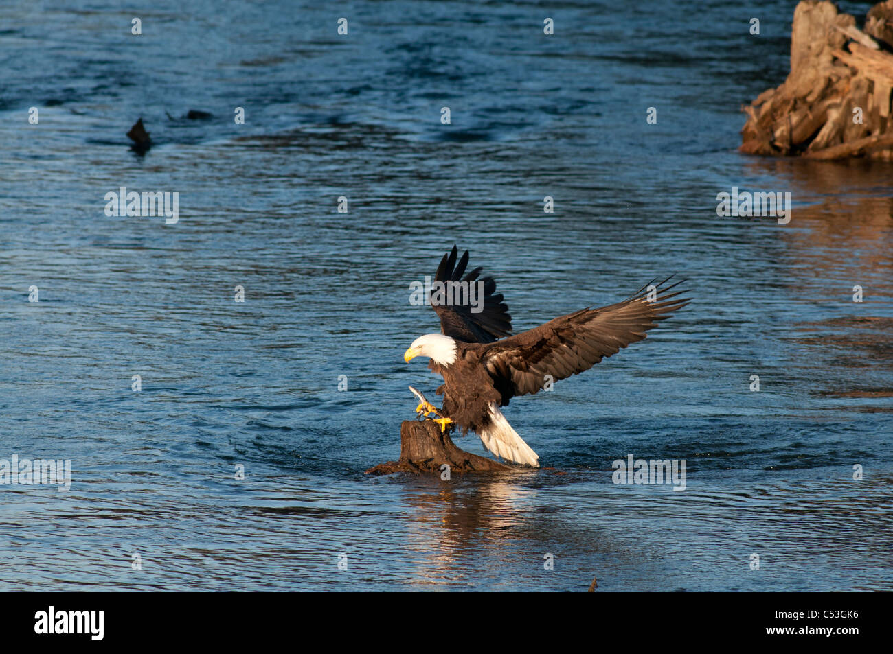 Aquila calva le catture di pesce hooligan nei suoi artigli mentre la pesca nel Alaganik Slough, Chugach National Forest, Cordova, Alaska Foto Stock