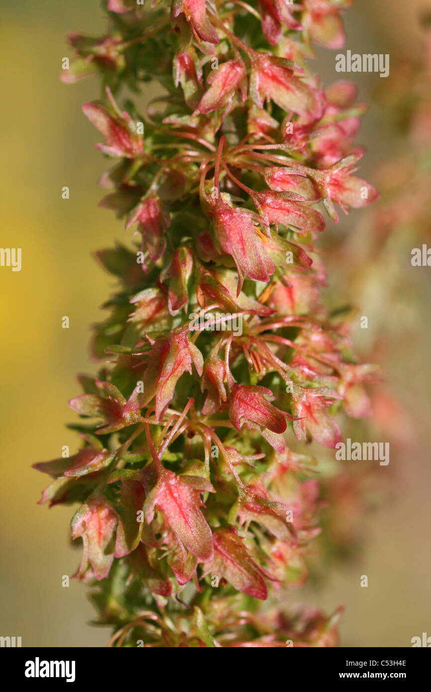 Di latifoglie Dock Rumex obtusifolius infiorescenza Foto Stock