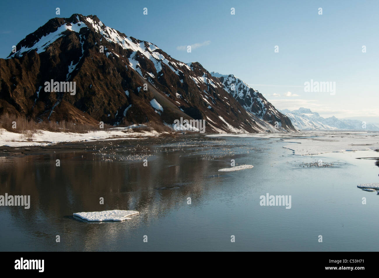 Molla ghiaccio e migliaia di gabbiani raccogliere sul rame fiume vicino a punto di bandiera, Chugach National Forest, Alaska, molla Foto Stock