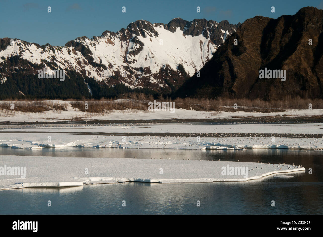 Molla ghiaccio e migliaia di gabbiani galleggiante sul fiume di rame, Chugach National Forest, centromeridionale Alaska, molla Foto Stock
