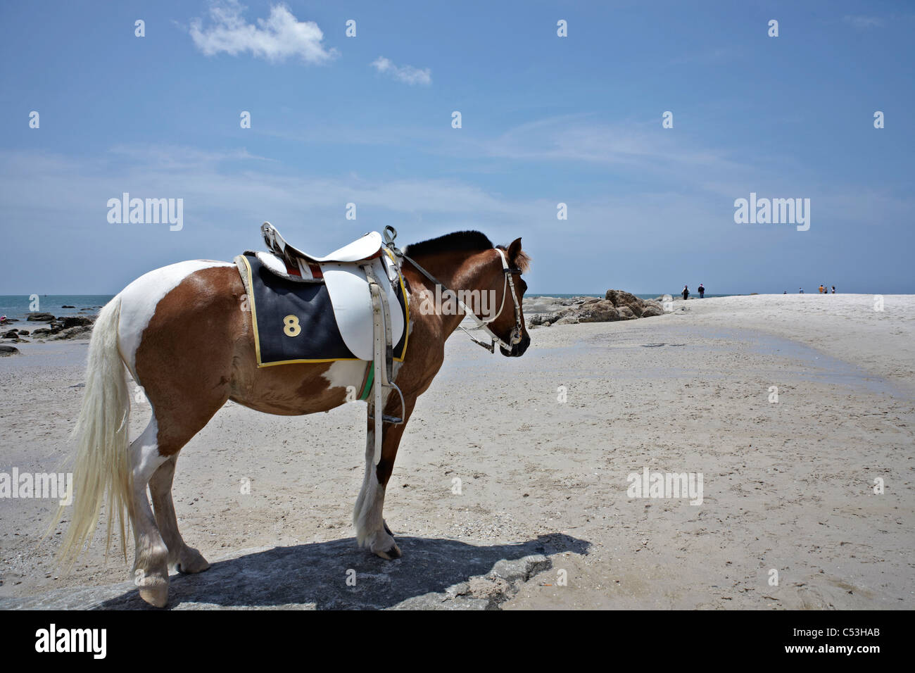 Cavallo sulla spiaggia. Thailandia . Hua Hin, sud-est asiatico Foto Stock