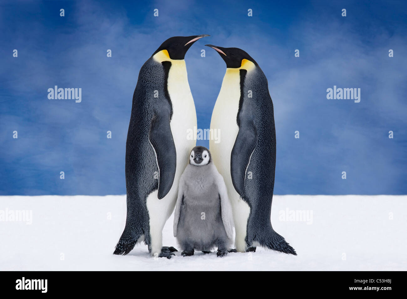 Ritratto di pinguino imperatore genitori & Pulcino, Atka Bay, Antartide, composito Foto Stock