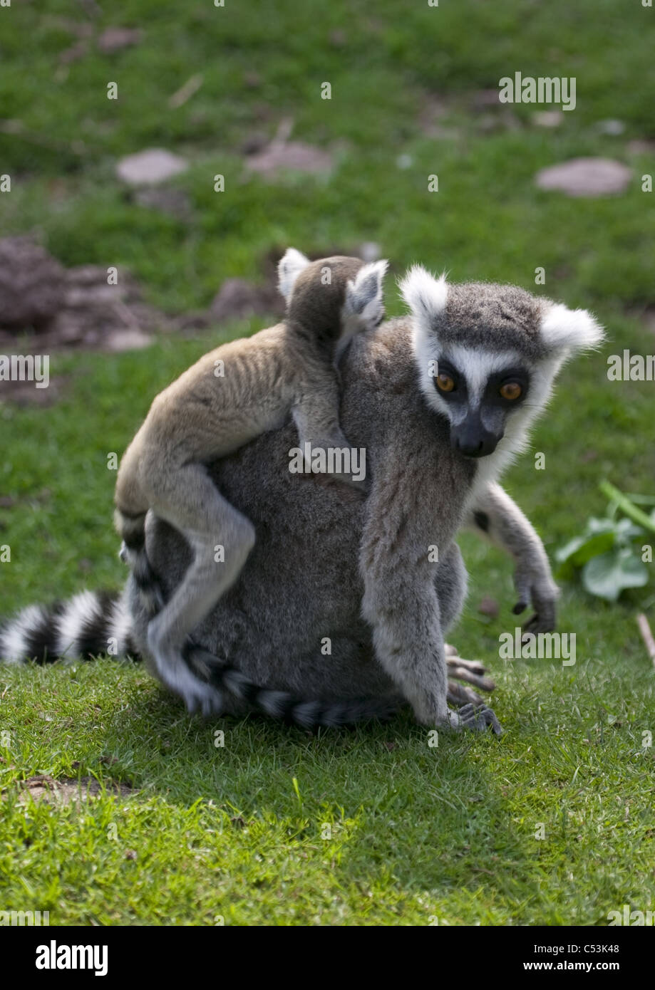 Anello-tailed lemur (Lemur catta) femmina con il bambino seduto a cavallo il suo indietro Foto Stock