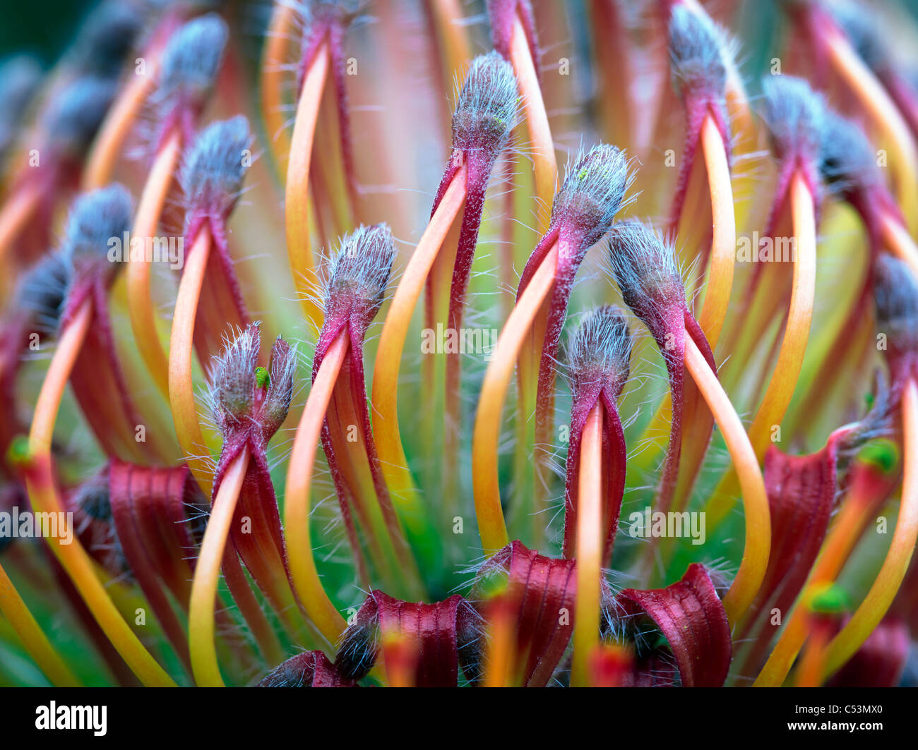 Chiusura del Protea fiore. Foto Stock