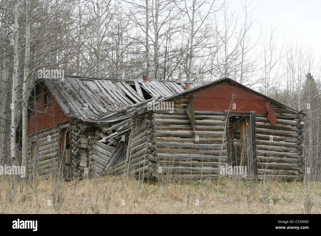 Vecchi log abbandonato casa di campagna circondata da alberi e campi coltivati. tetto ceduto e crolli di pareti . Foto Stock