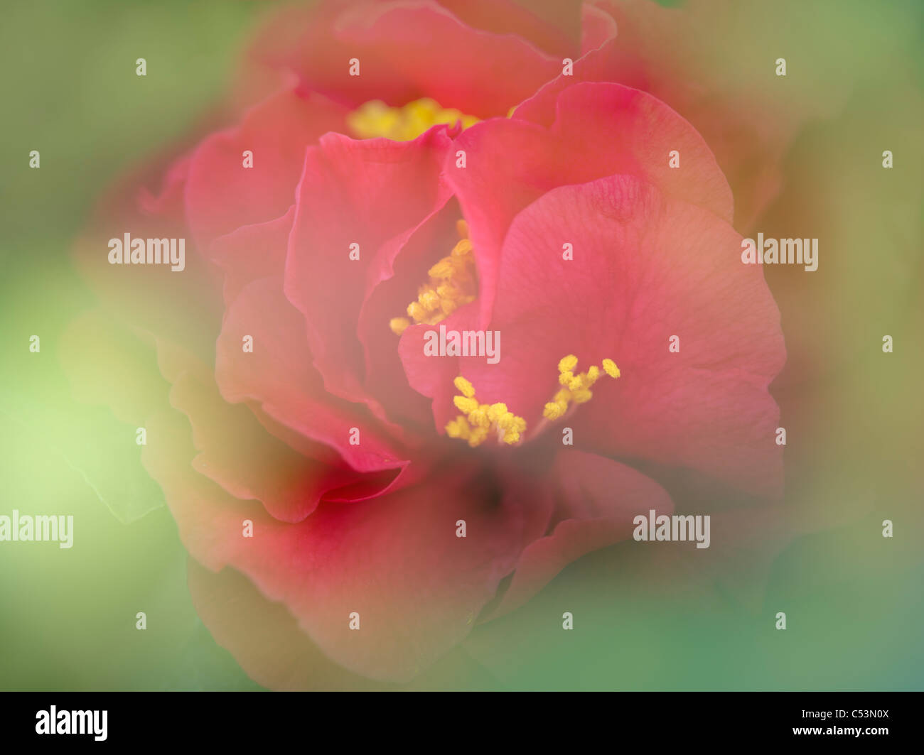 Close up di Camellia japonica 'Kramers sommo'. Foto Stock