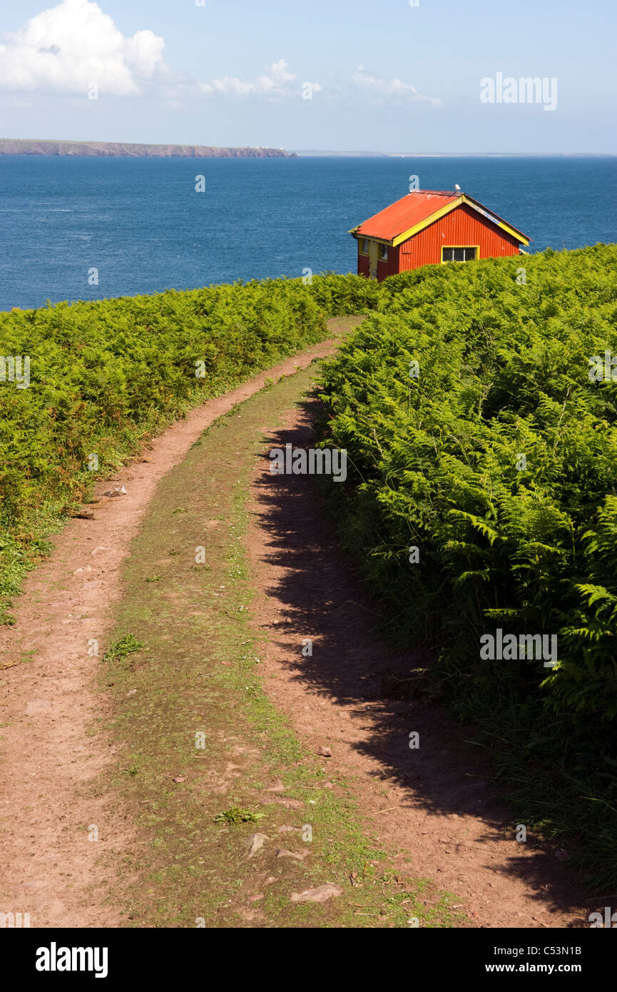 Via tra bracken verso un lontano rifugio rossi su South Haven, Skokholm island; Skomer island in distanza. Foto Stock