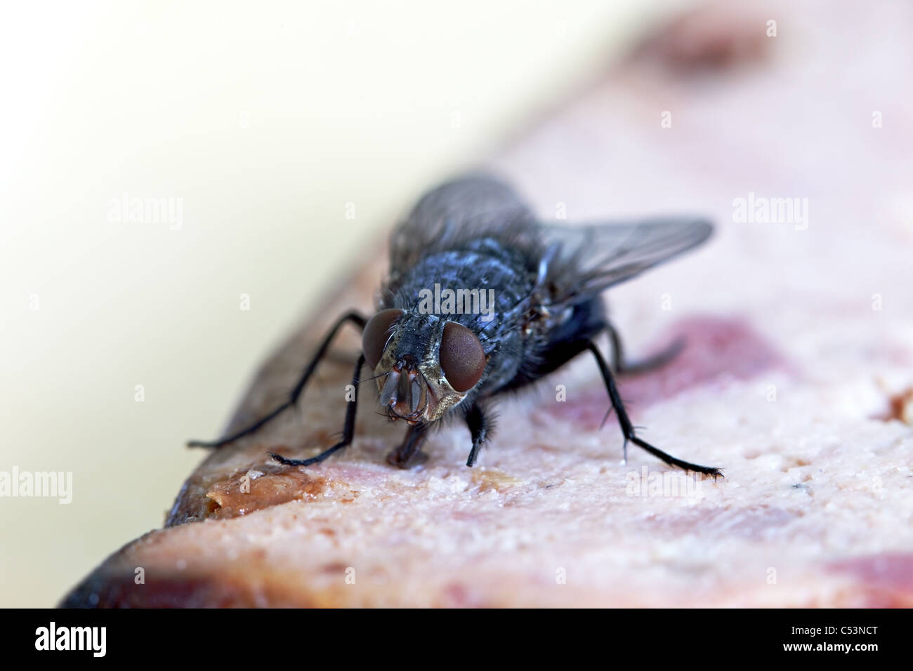 Bluebottle Calliphora vomitoria volare sui prodotti alimentari Foto Stock