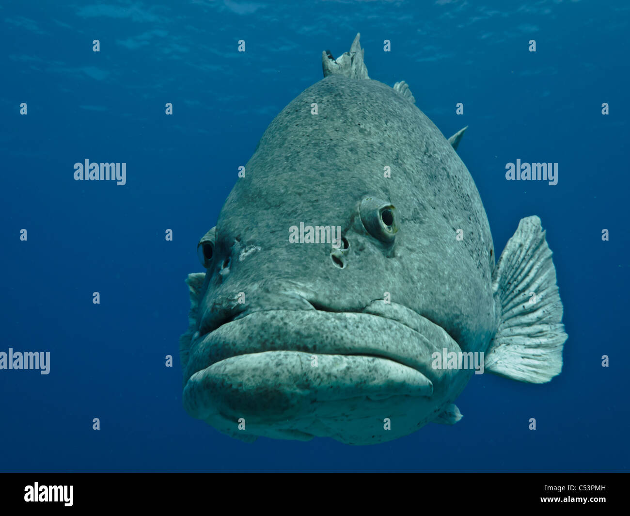 Patata gigante cod (Epinephelus tukula) grande barriera corallina in Australia Foto Stock