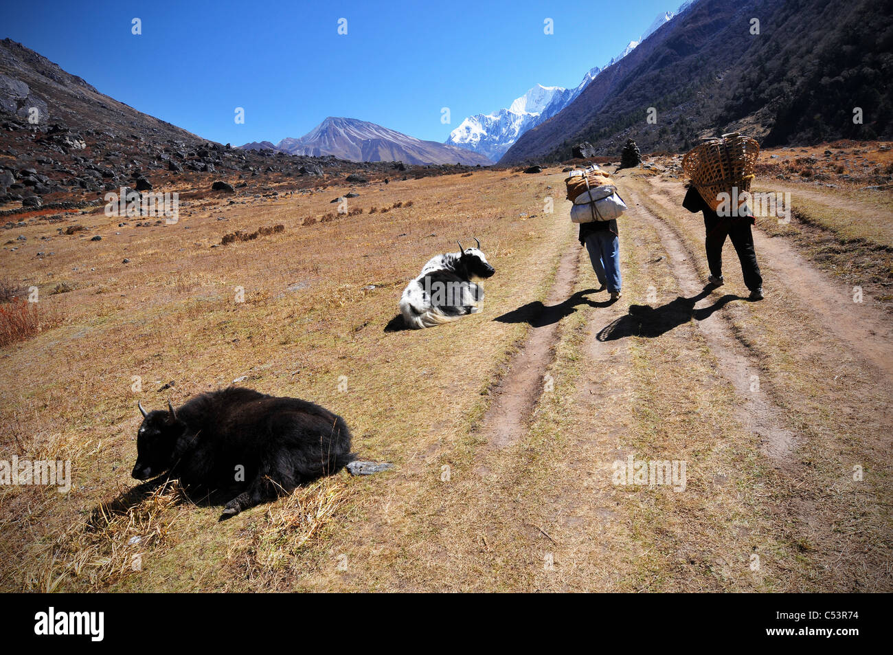 Una scena su un trekking nella Valle di Langtang in Nepal Foto Stock