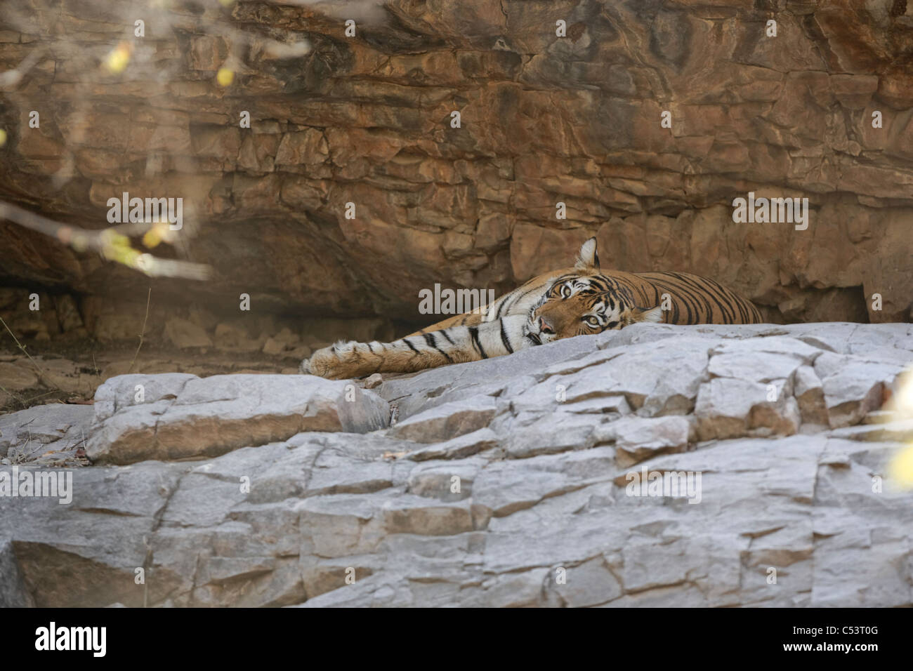 Una tigre del Bengala nella grotta in appoggio durante le estati nella foresta Ranthambhore, India. ( Panthera Tigris ) Foto Stock