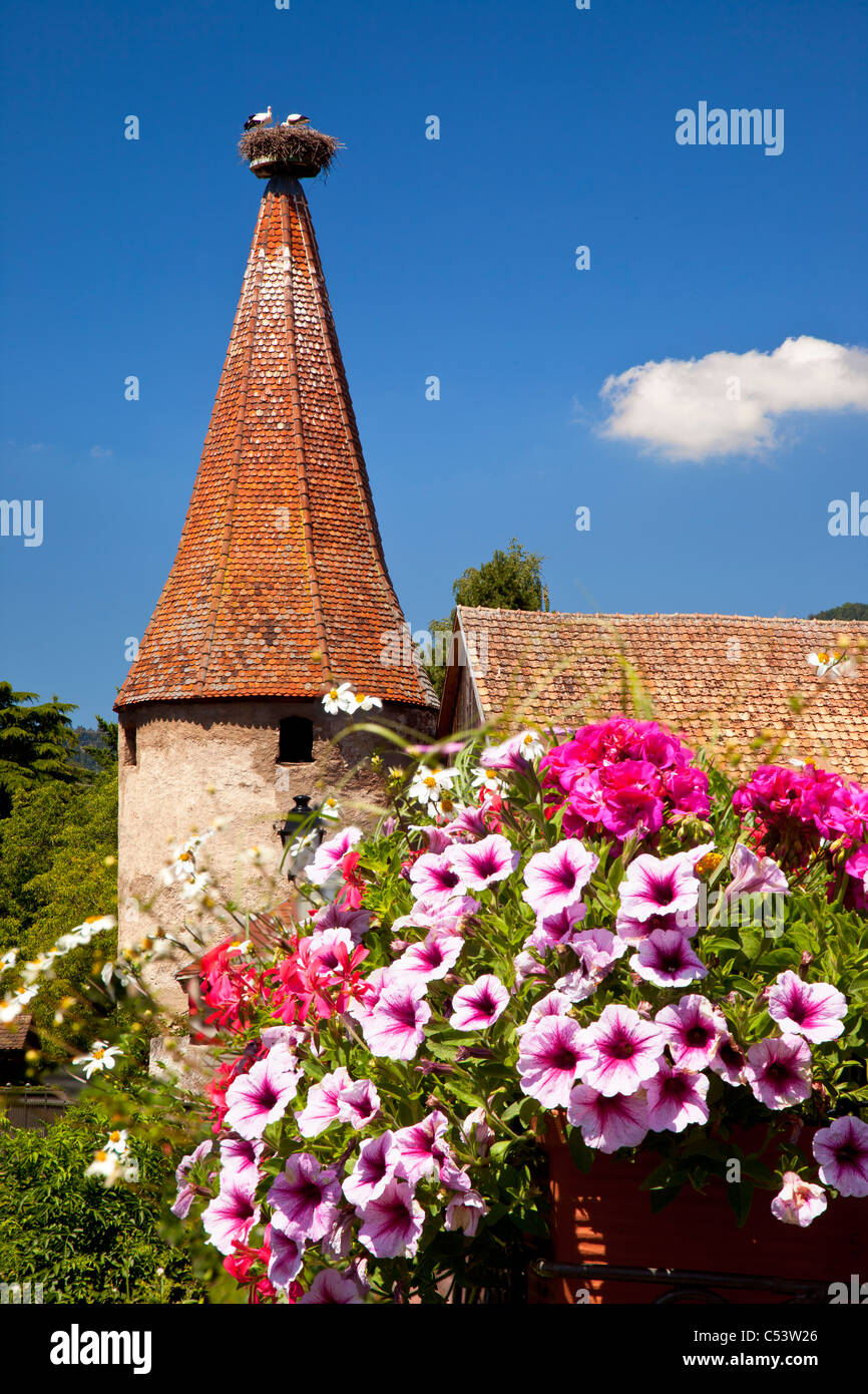 I fiori sbocciano al di sotto di una antica torretta con un sempre presente il nido di cicogne lungo la Strada del Vino, Ribeauville, Alsace Francia Foto Stock