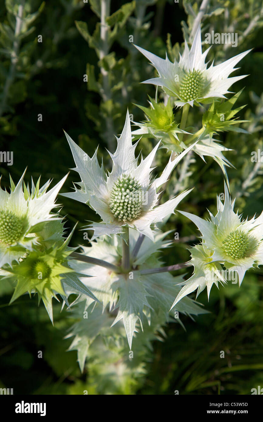 Eryngium Giganteum Silver Ghost fiori sotto la luce diretta del sole Foto Stock