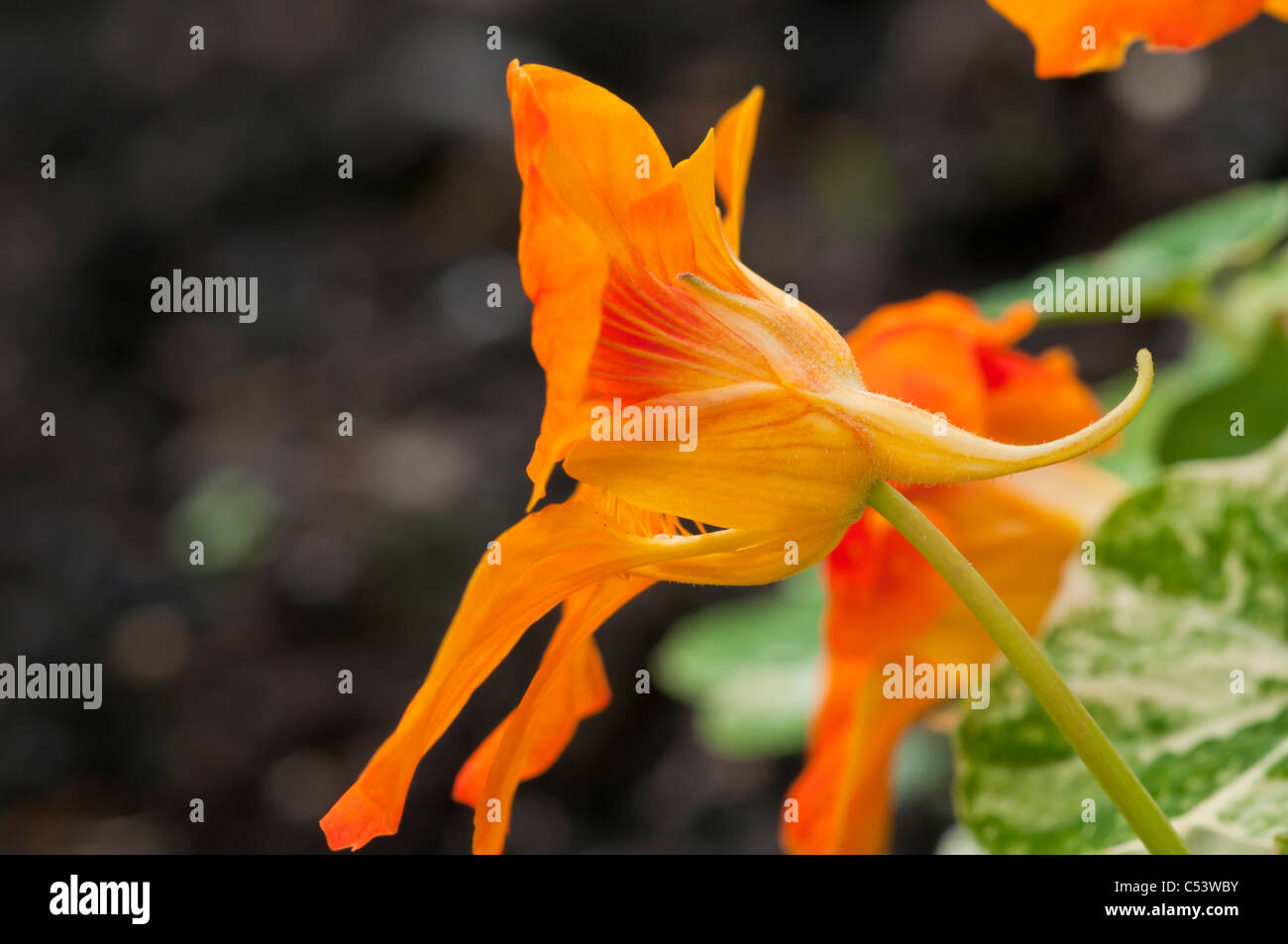 Close up Tropaeolum Nasturtium retroilluminata con luce solare naturale in un paese di lingua inglese giardino Foto Stock