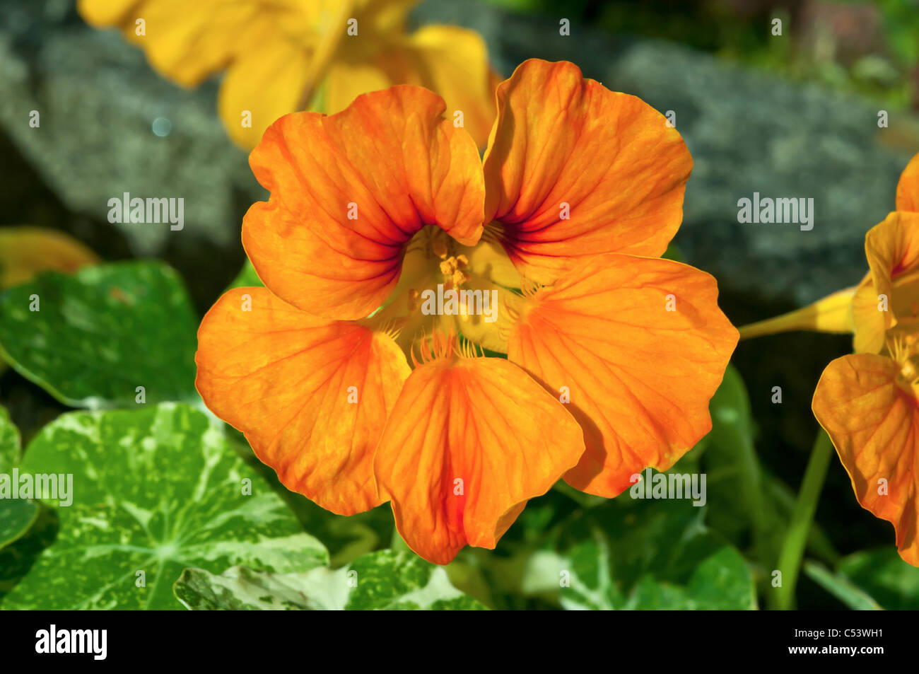 Close up Tropaeolum Nasturtium retroilluminata con luce solare naturale in un paese di lingua inglese giardino Foto Stock