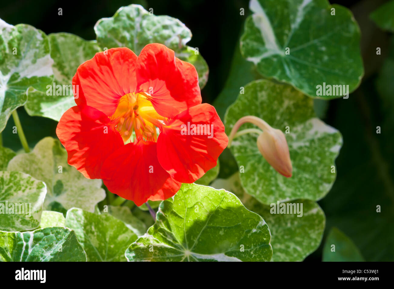 Close up Tropaeolum Nasturtium retroilluminata con luce solare naturale in un paese di lingua inglese giardino Foto Stock