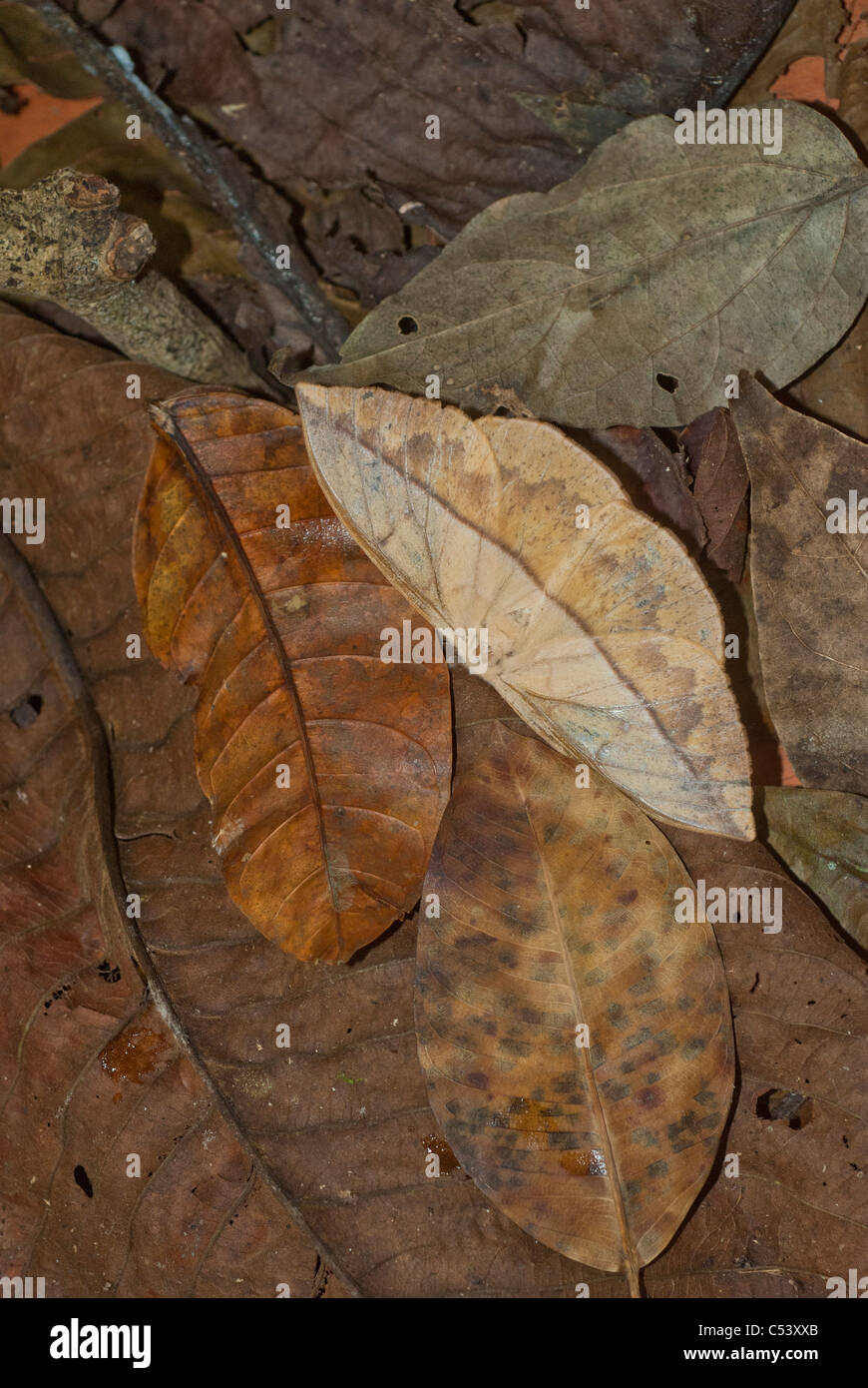Foglia morta tarma (Famiglia Saturniidae) nella foresta amazzonica del Perù Foto Stock