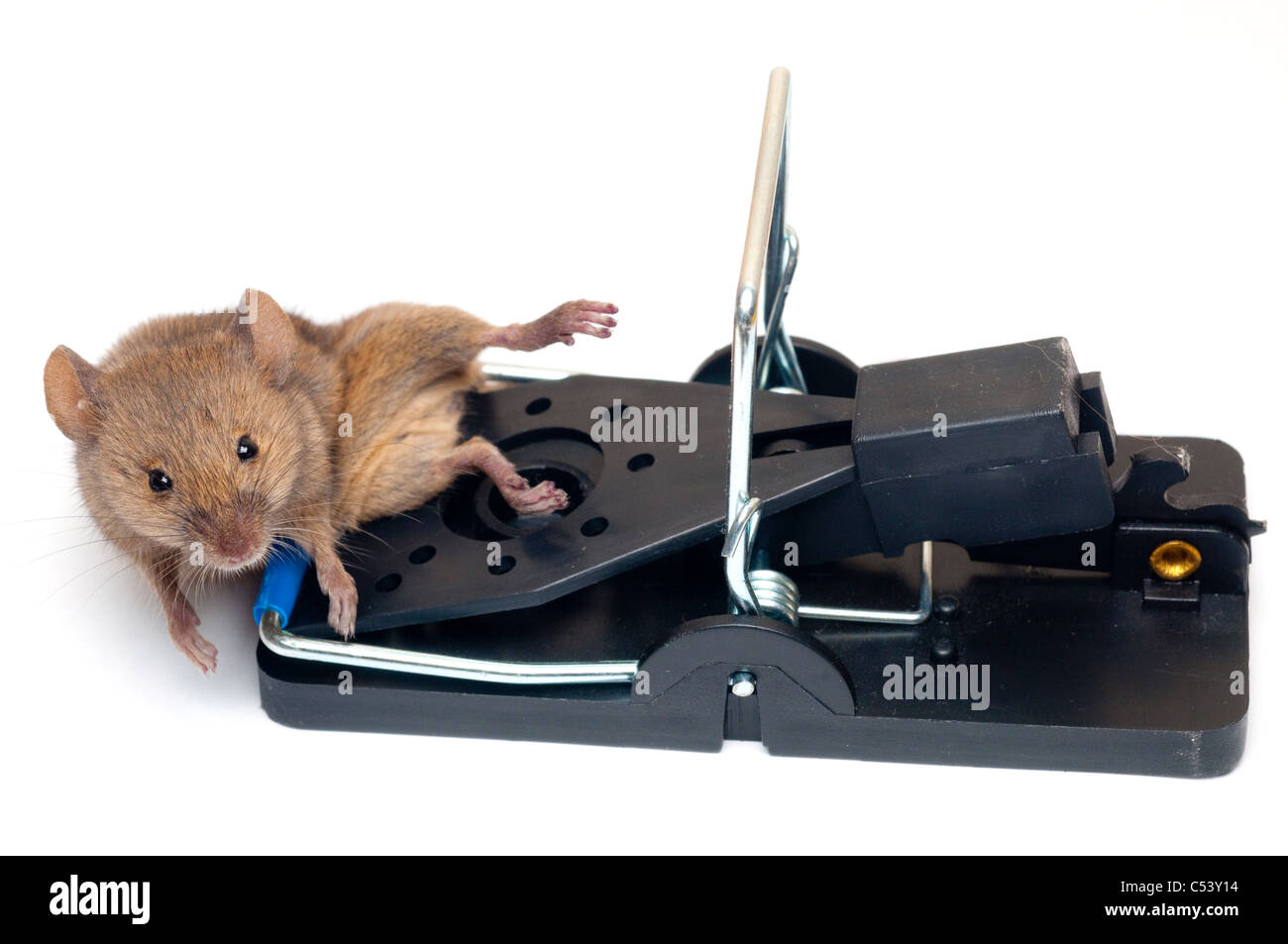 Trappola per topi Foto Stock