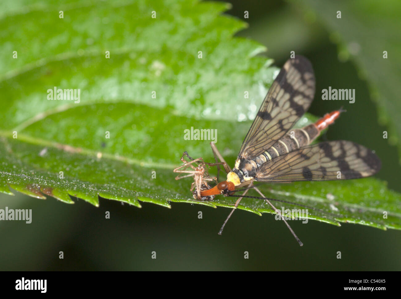Scorpionfly femmina di alimentazione su un tripode. Foto Stock