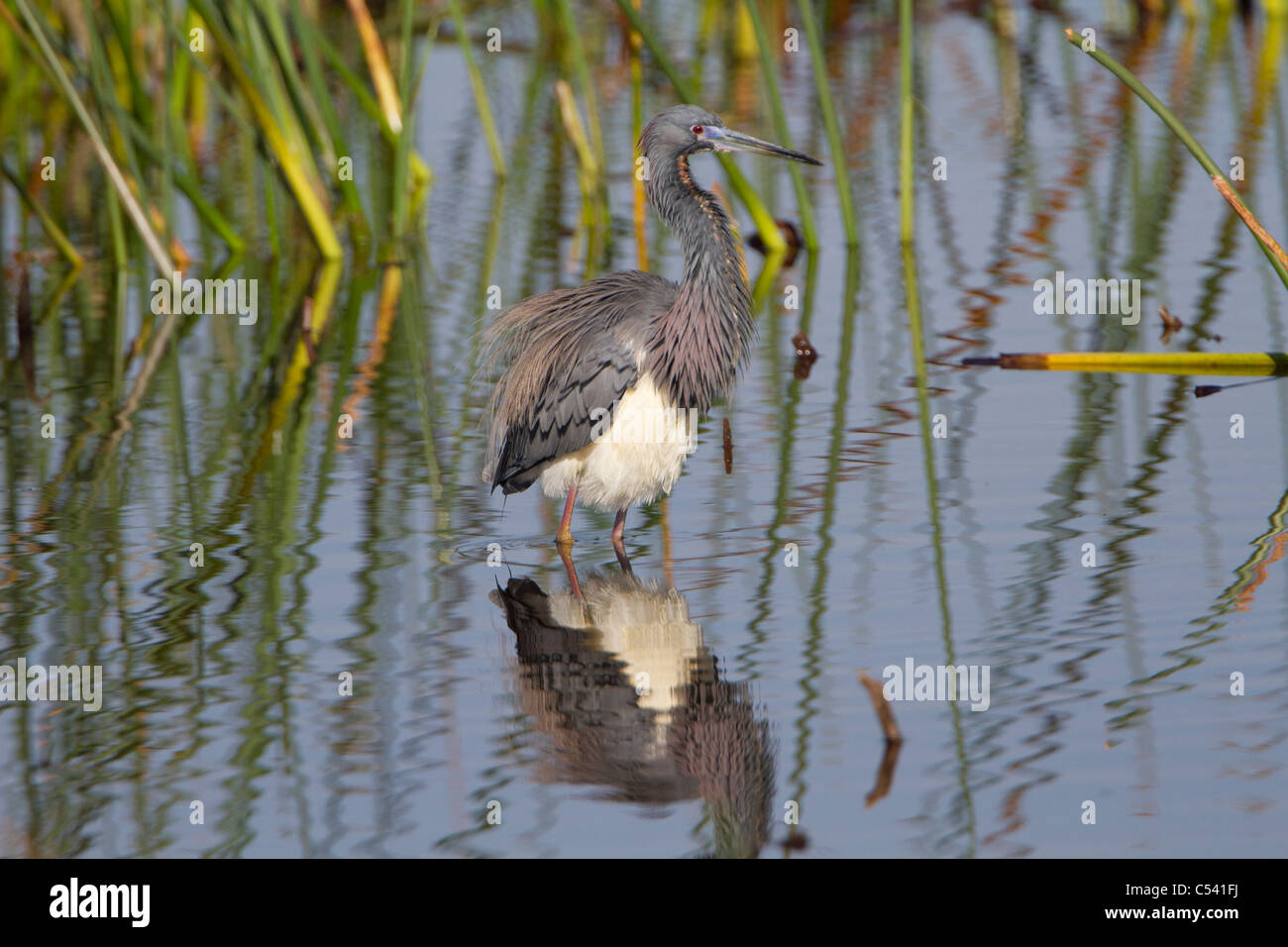 Airone tricolore (Egretta tricolore) Foto Stock