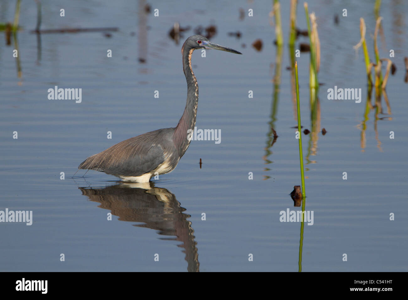 Airone tricolore (Egretta tricolore) Foto Stock