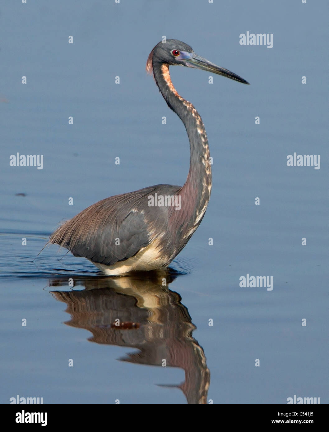 Airone tricolore (Egretta tricolore) Foto Stock