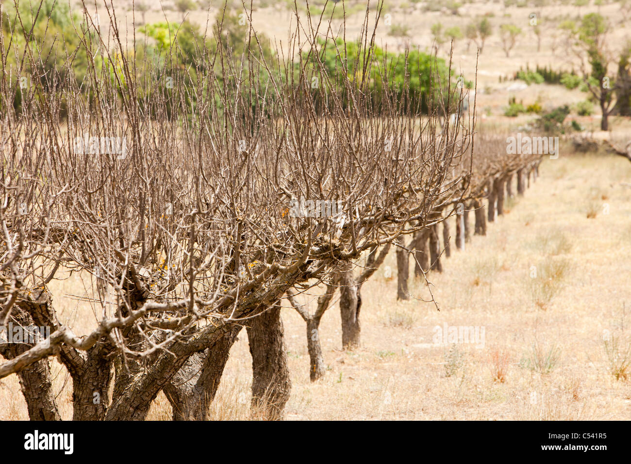 Un frutteto abbandonato vicino a Jumilla, Murcia, Spagna. Questa zona è così secco, che una volta che l'irrigazione si arresta, la vegetazione muore rapidamente. Foto Stock